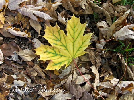 Outdoor Play with the Child with Special Needs - playing with leaves
